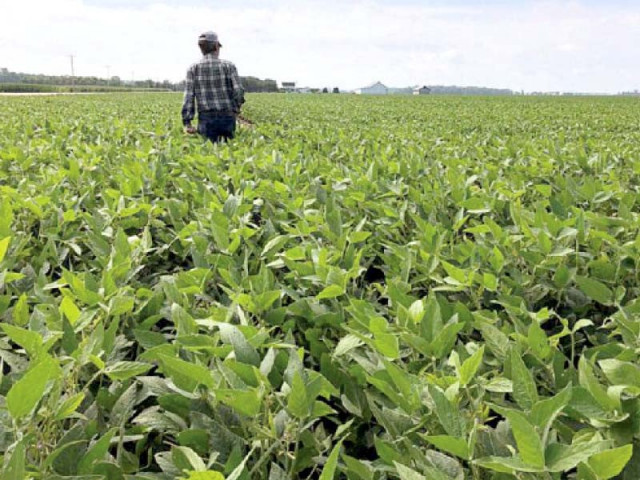 development of new seed varieties will help in producing 80 120 maunds of rice per acre photo reuters development of new seed varieties will help in producing 80 120 maunds of rice per acre photo reuters