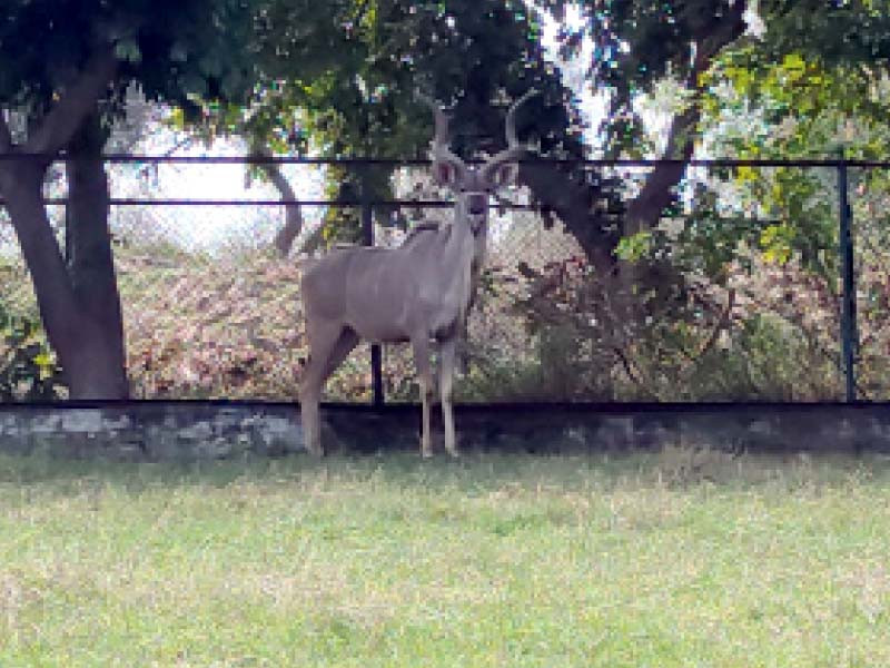 the kodo antelope doesn t shy away from being photographed photo imtiaz khan express