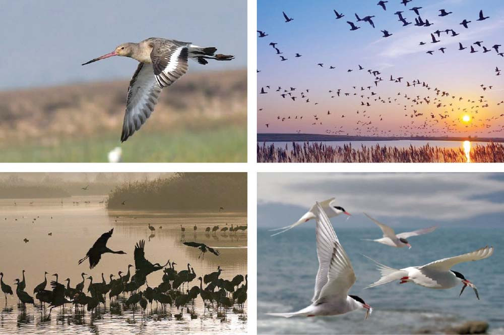 Number of migratory birds on the rise