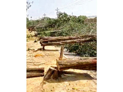trees pay the price for rapid transit trees pay the price for rapid transit