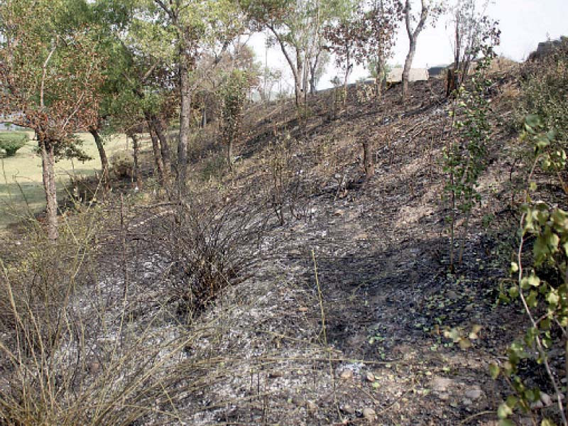 a daylight view of burnt grass on a green belt which was set on fire by workers of a political party during a long march in the federal capital photo online