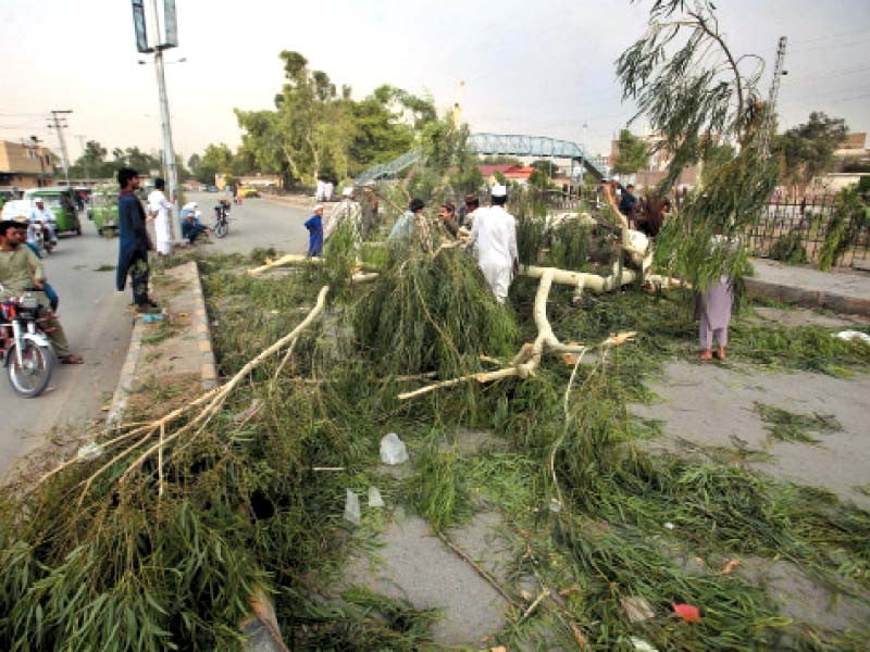 a powerful dust storm felled dozens of trees in peshawar on thursday resulting in disruption of traffic photo ppi