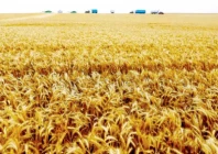 the country is facing at least three million tons of wheat shortage and the government has so far taken decisions for the import of 800 000 tons photo file