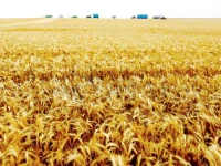 the country is facing at least three million tons of wheat shortage and the government has so far taken decisions for the import of 800 000 tons photo file