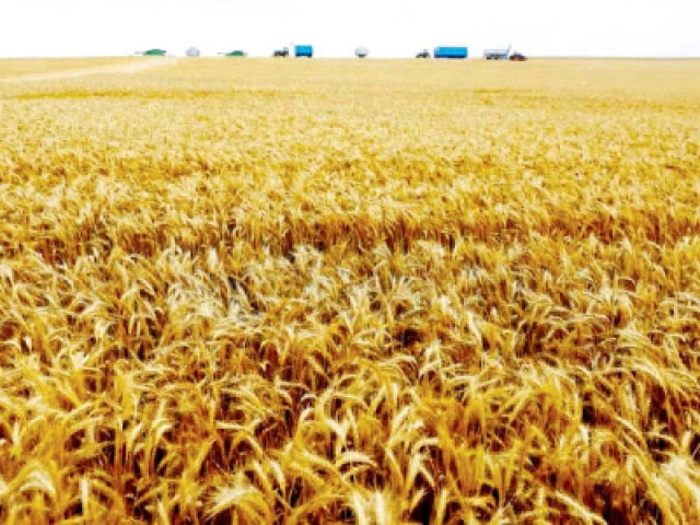 the country is facing at least three million tons of wheat shortage and the government has so far taken decisions for the import of 800 000 tons photo file the country is facing at least three million tons of wheat shortage and the government has so far taken decisions for the import of 800 000 tons photo file