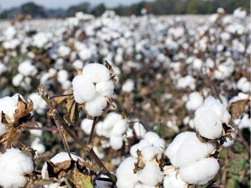 Cotton production up 75%