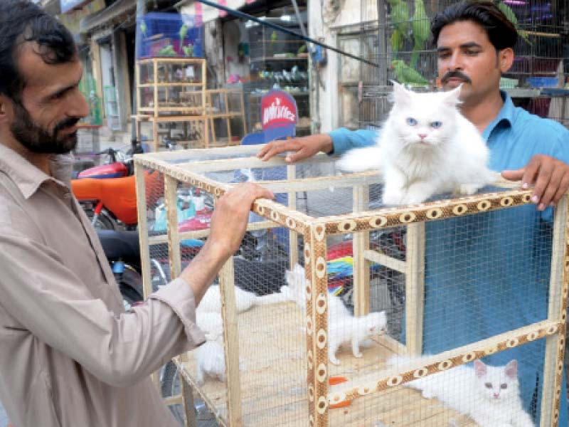 imported long haired cats are displayed for sale at the rawalpindi birds market on college road photo agha mahroz express