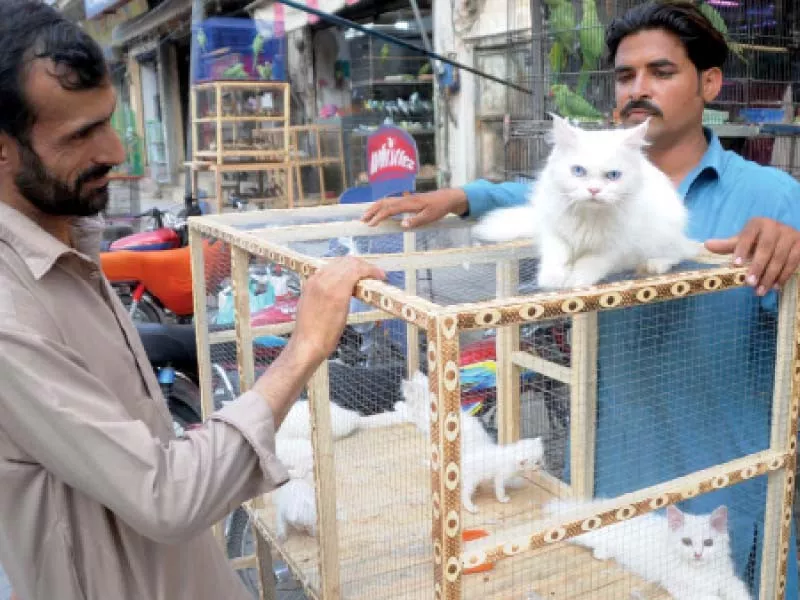 imported long haired cats are displayed for sale at the rawalpindi birds market on college road photo agha mahroz express imported long haired cats are displayed for sale at the rawalpindi birds market on college road photo agha mahroz express