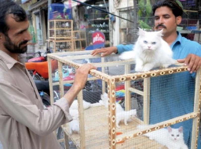 sealing of illegal pet shops ordered