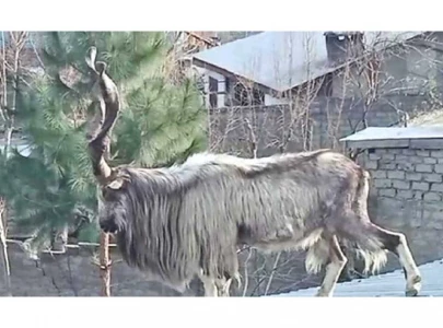 markhor in chitral city causes excitement