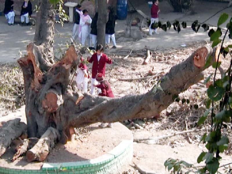 children look at what is left of the tree after it was felled photo express