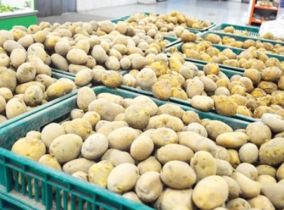 culture lab to boost potato output