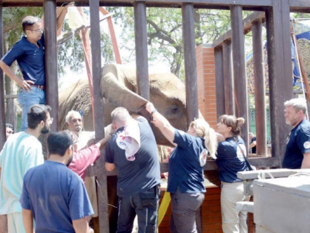 experts of four paws organisation treat the ailing elephant noor jehan at karachi zoo on wednesday photo jalal qureshi express experts of four paws organisation treat the ailing elephant noor jehan at karachi zoo on wednesday photo jalal qureshi express