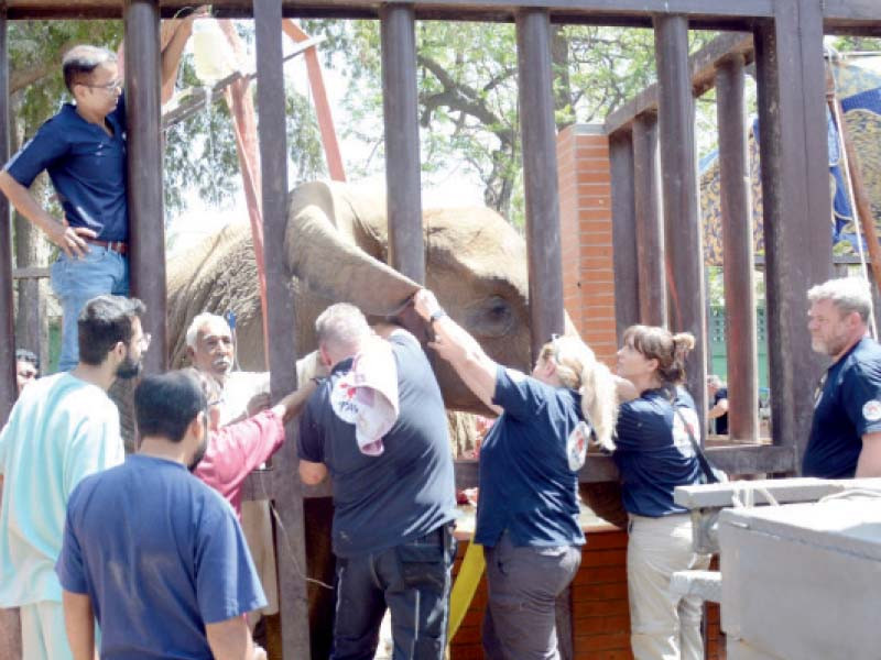 experts of four paws organisation treat the ailing elephant noor jehan at karachi zoo on wednesday photo jalal qureshi express