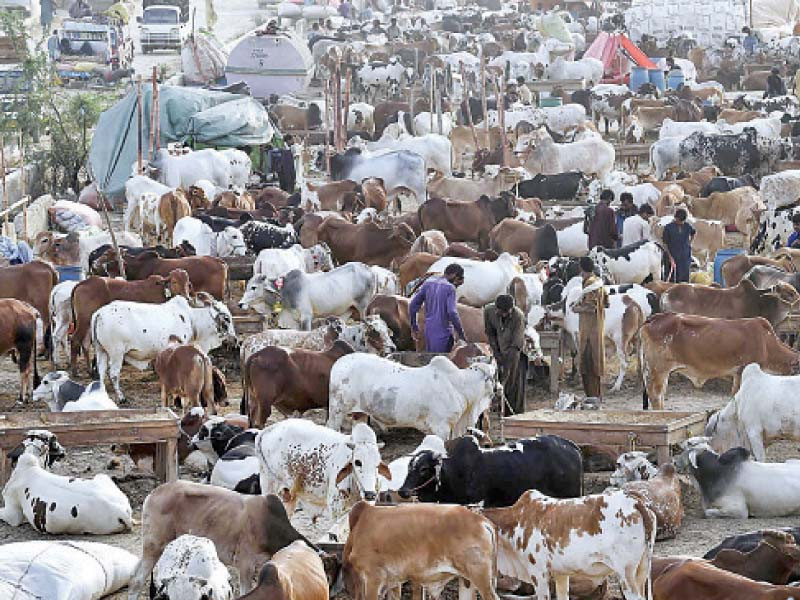 rush at the cattle market on northern bypass ahead of eidul azha photo app