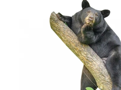 poachers behind black bear s tragic demise poachers behind black bear s tragic demise