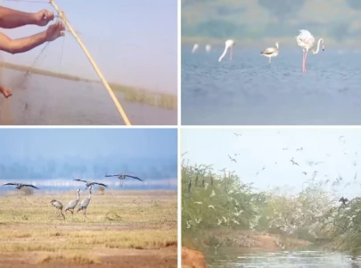 population census of migratory birds begins