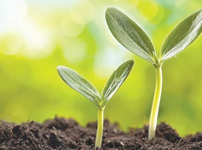 experts call for using new seeds as per climate change