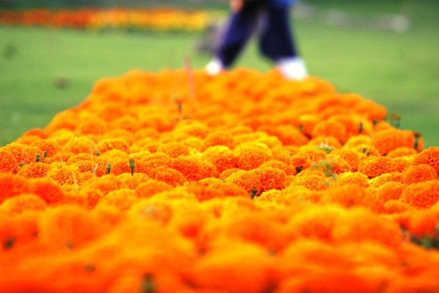 a flowers show a musical show self grooming stalls and face painting stalls had been arranged as part of the first day festivities says fda director general photo athar khan express