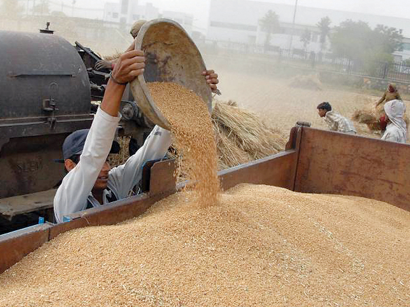 the food department as part of its wheat procurement policy will distribute eight gunny bags per acre to farmers after verification from the revenue department