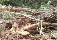 college trees axed without leave