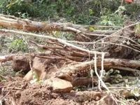 college trees axed without leave