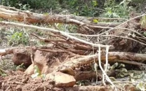 college trees axed without leave