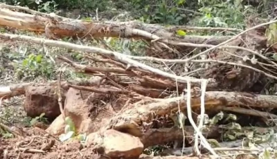 college trees axed without leave