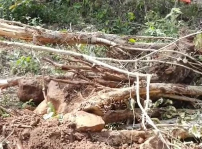 college trees axed without leave