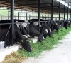 dairy sector seeks tax cut from 18 to 10