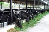 dairy sector seeks tax cut from 18 to 10