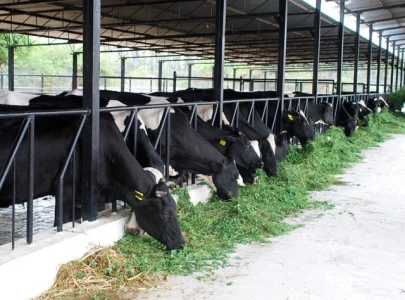 dairy sector seeks tax cut from 18 to 10