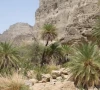 balochistan moves to save forest resources
