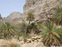 balochistan moves to save forest resources