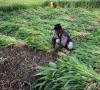 india s crop planting lags after slow monsoon start
