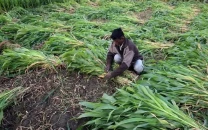 india s crop planting lags after slow monsoon start