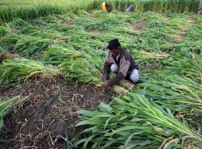 india s crop planting lags after slow monsoon start