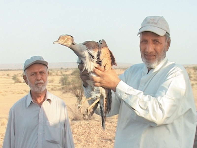 birds donated to the sindh wildlife protection department being released in national park jamshoro on sunday photo express