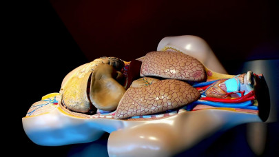 organ transplant oversight tightened organ transplant oversight tightened