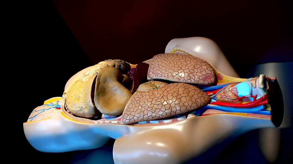 the device effectively pumps the liver with blood and bile while supplying it with the right balance of oxygen and other nutrients photo file