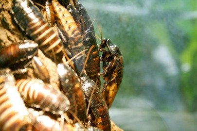swarming cockroaches turn bus to new york into roach mobile
