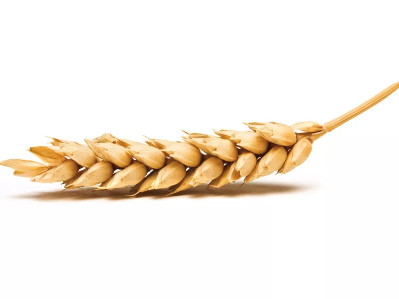 passco will procure 1 6 million tons wheat at the rate of rs1 200 per 40 kilogramme photo creative commons passco will procure 1 6 million tons wheat at the rate of rs1 200 per 40 kilogramme photo creative commons