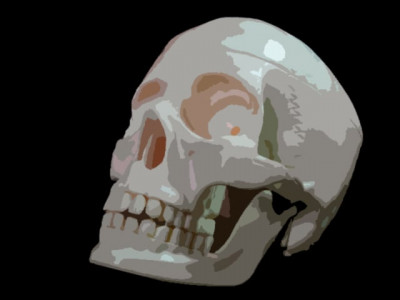 missing skull mystery key clue to man s evolution shipped to us