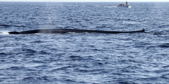 a blue whale is spotted off sri lanka on january 21 2012 an australian led group of scientists has for the first time tracked down and tagged antarctic blue whales by using acoustic technology to follow its songs the government said wednesday photo afp a blue whale is spotted off sri lanka on january 21 2012 an australian led group of scientists has for the first time tracked down and tagged antarctic blue whales by using acoustic technology to follow its songs the government said wednesday photo afp