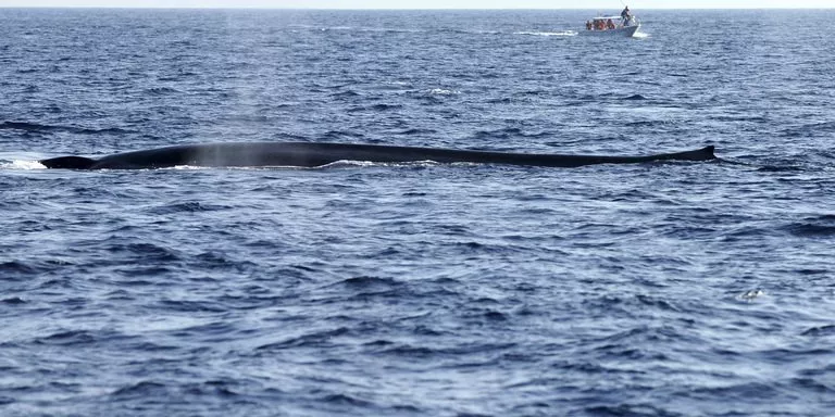 a blue whale is spotted off sri lanka on january 21 2012 an australian led group of scientists has for the first time tracked down and tagged antarctic blue whales by using acoustic technology to follow its songs the government said wednesday photo afp a blue whale is spotted off sri lanka on january 21 2012 an australian led group of scientists has for the first time tracked down and tagged antarctic blue whales by using acoustic technology to follow its songs the government said wednesday photo afp