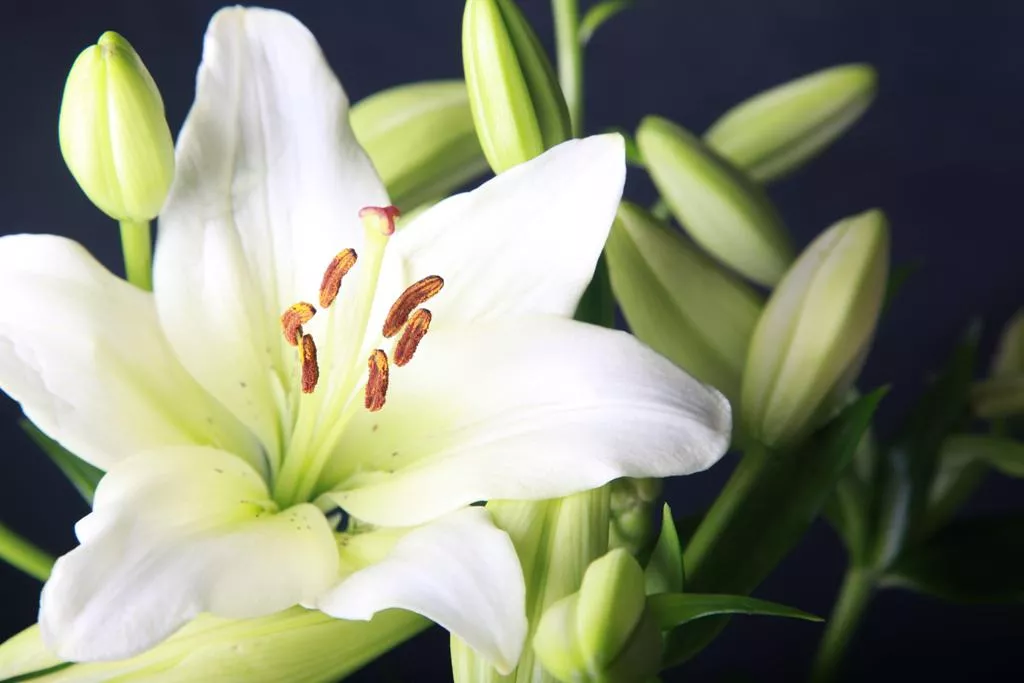 white lily photo file white lily photo file
