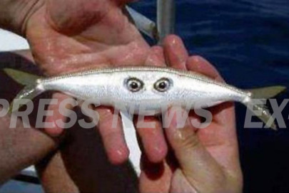 mystery fish on karachi beach is a bad omen say locals