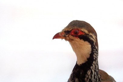 pakistani man tries to smuggle 17 live birds into manchester report