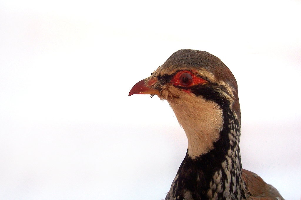 thirteen birds had died while the remaining four were sent to a vet photo file