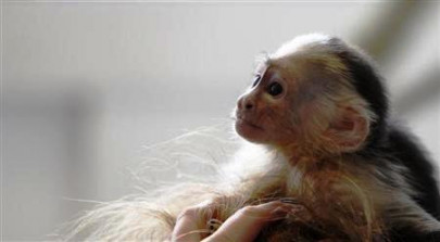 popstar justin bieber given month to collect pet monkey